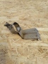 Кронштейн осушителя кондиционера Mitsubishi Carisma 1999-2004