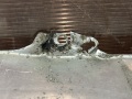 Экран тепловой средний Nissan Primera P12 2002-2008