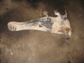Рычаг задний продольный Mitsubishi Lancer (CS/Classic) 2003-2008(MR519133)