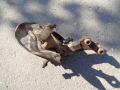 Кулак поворотный пер.правый со ступицей Chery Amulet (A15) 2006-2012
